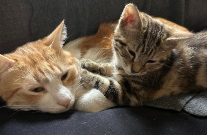 Ce chat d'un an prend soin d'un chaton de 3 mois : ils devront être adoptés ensemble