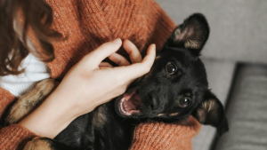 Illustration : "Qui sommes-nous ?"