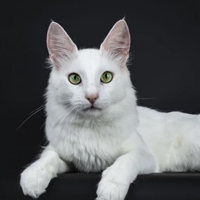 Angora Turc à adopter
