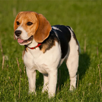Beagle à adopter