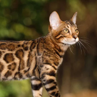 Bengal à adopter