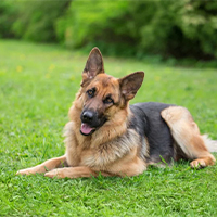 Berger Allemand à adopter