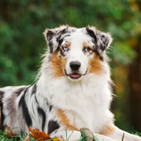 Berger Australien à adopter
