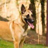 Berger Belge Malinois à adopter
