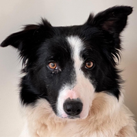 Border Collie à adopter