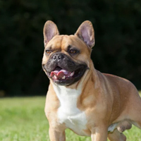 Bouledogue Français à adopter