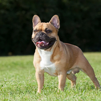 Bouledogue Français à adopter