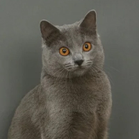 Chartreux à adopter
