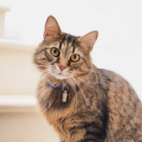 Chattes à adopter