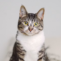 Chats mâles à adopter