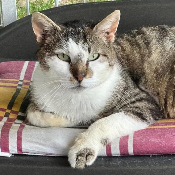 Chat âgé à adopter