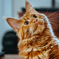 Tous les Chats à adopter