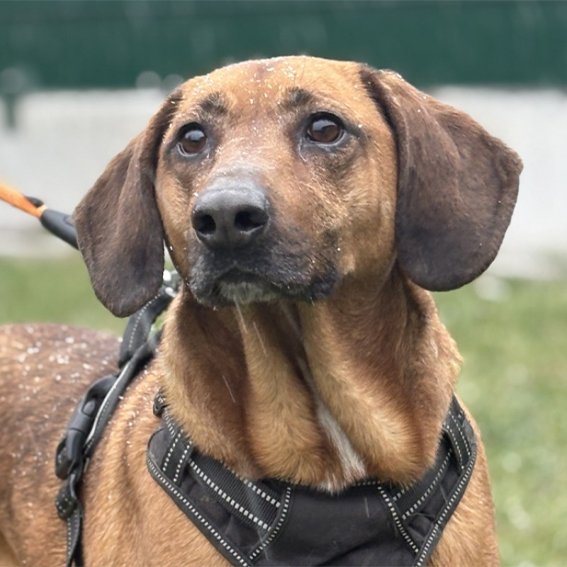 Chien adulte à adopter