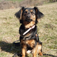 Chiennes à adopter