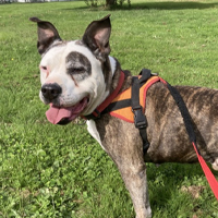 Chiens mâles à adopter