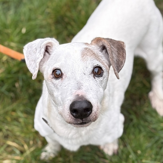 Chien âgé à adopter