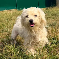 Tous les Chiens à adopter