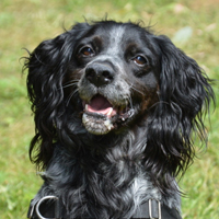 Epagneul Breton à adopter