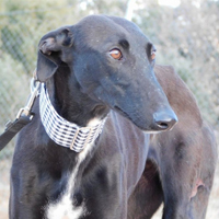 Galgo à adopter