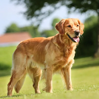 Golden retriever à adopter