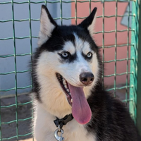 Husky Sibérien à adopter