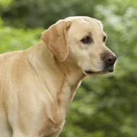 Labrador-Retriever à adopter
