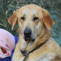 Mâtin Espagnol à adopter