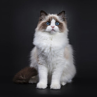 Ragdoll à adopter