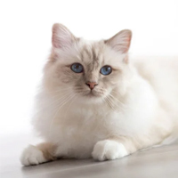 Sacré de Birmanie à adopter