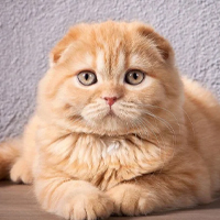 Scottish Fold à adopter