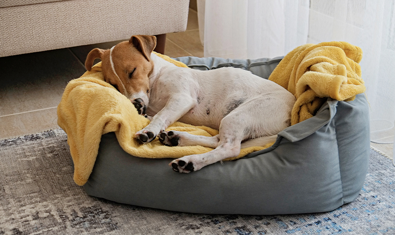 Les premiers jours avec votre animal adopté