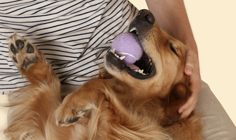 Les premiers mois avec votre animal adopté