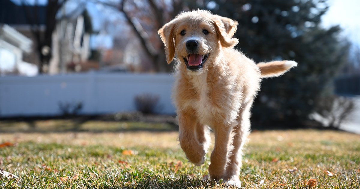 Chiens à adopter