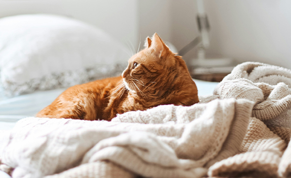Chats à adopter