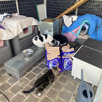 Pensionnaires de l'association Sauvetage des animaux domestiques de France