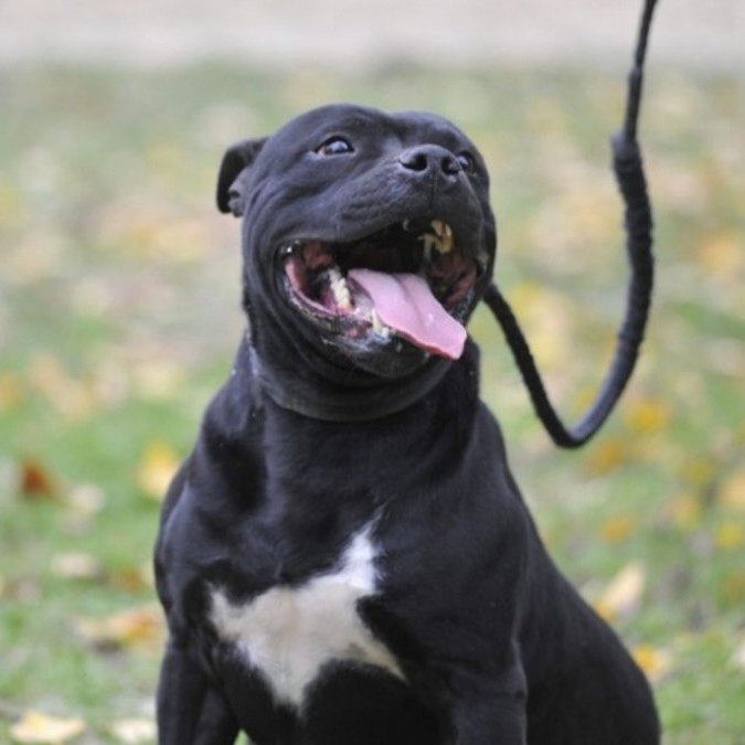 Article exclusif Animaux.fr - portrait d'un pensionnaire en attente d'adoption