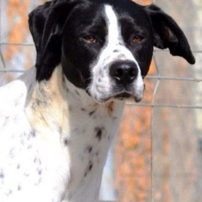 Mise en avant d'un animal sur les réseaux sociaux Animaux.fr