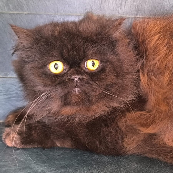 Coup de projecteur éditorial Animaux.fr sur une association