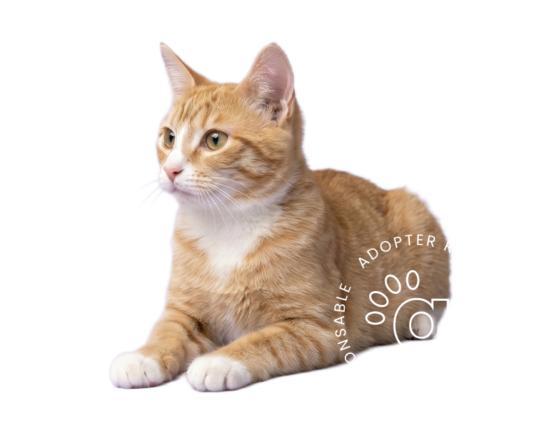 Chat à adopter