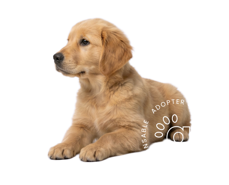 Chien à adopter