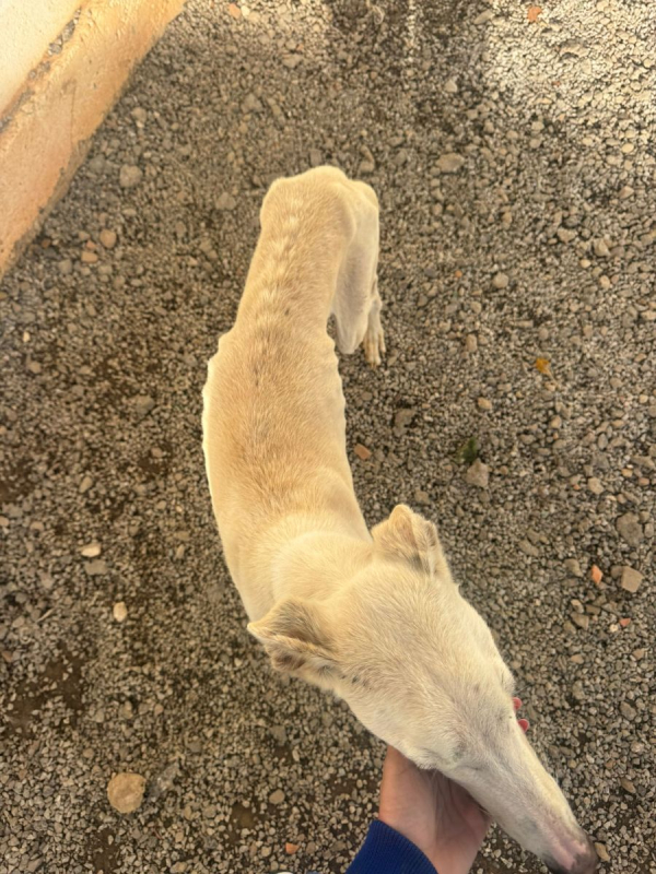 Chiens sauvés par Galgos New Life