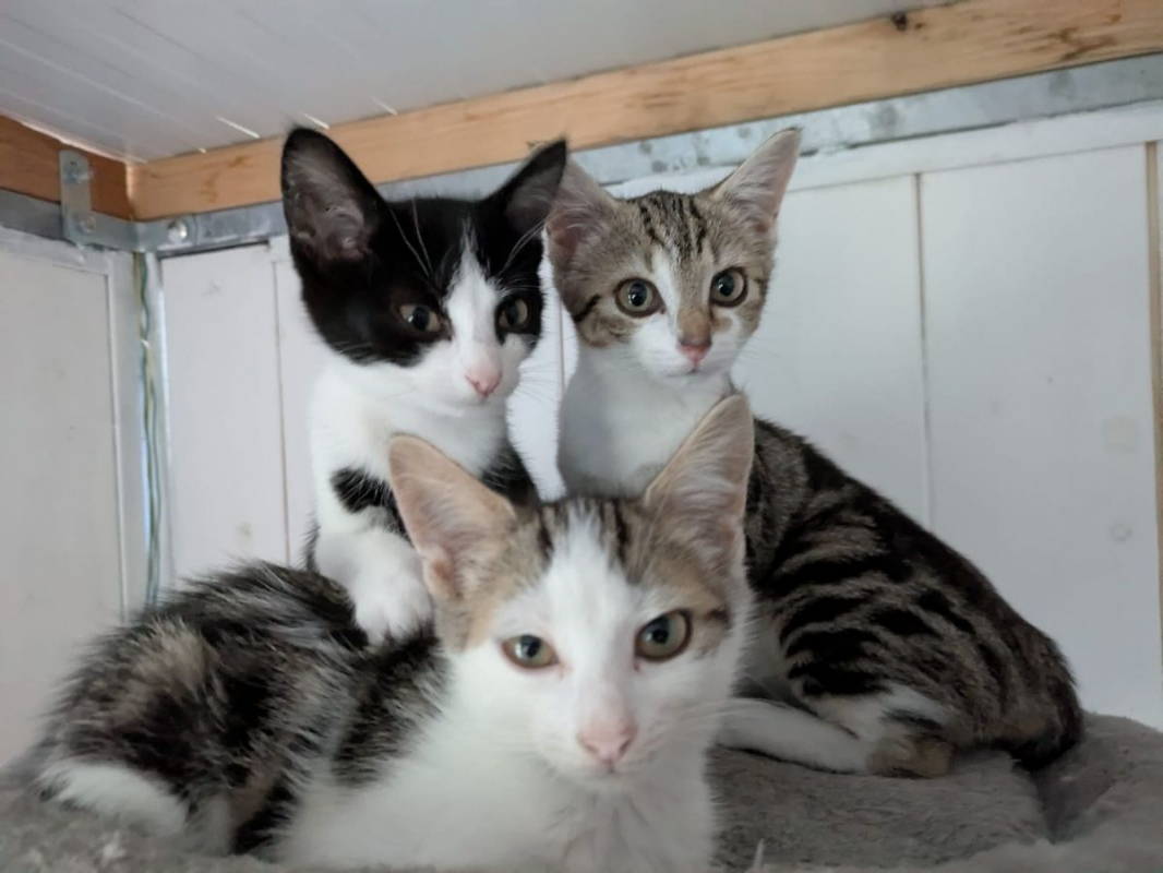 Chats de l'association Chats Libres du Bazois