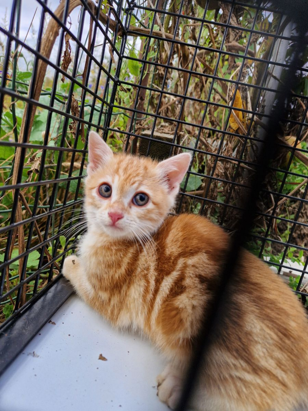 Chats du Collectif Chats Libres Citoyens de Saint-Priest
