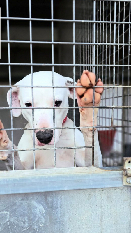 Chiens de l'association Galgos New Life