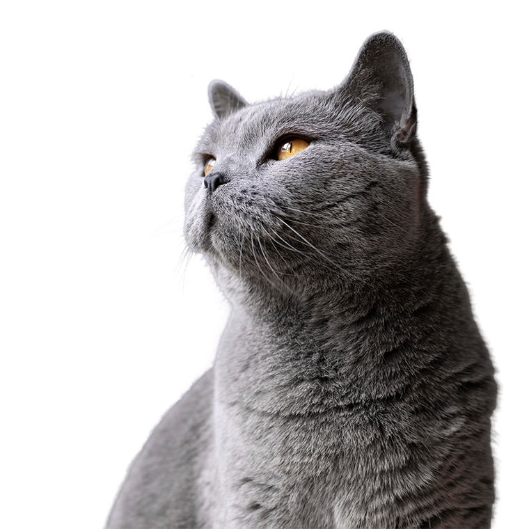 Beau chat gris en attente d'adoption