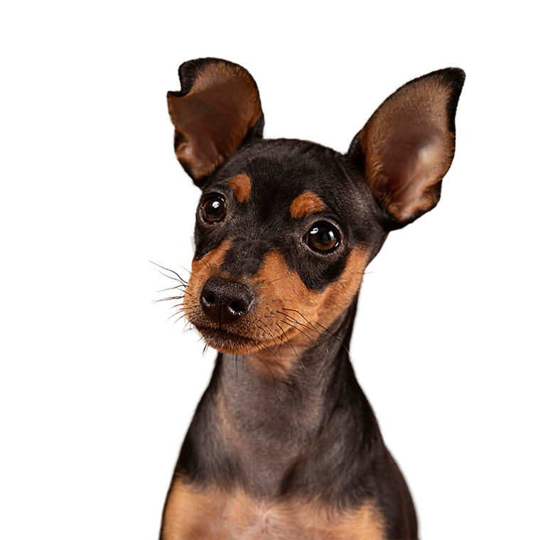 Chien heureux en attente d'adoption
