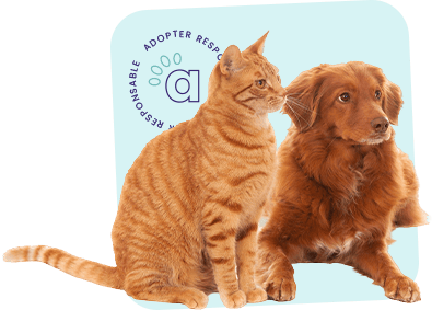 Chien et chat à adopter